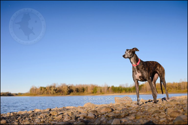 16-toronto-ontario-professional--dog-photographer-lucy poppy real-599