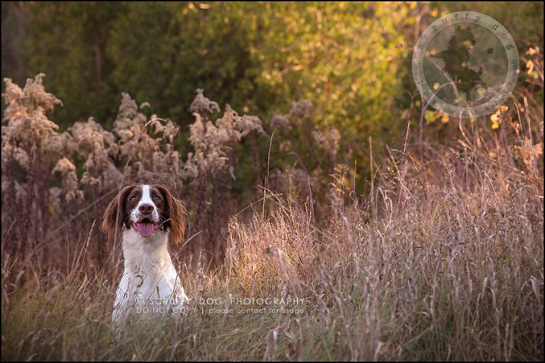 16-toronto-ontario-professional-pet-dog-photographer-jake boucher-295