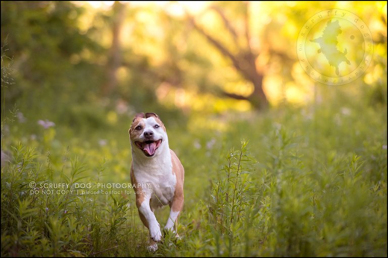 16-toronto-ontario-professional-pet-photographer-jade perry-307