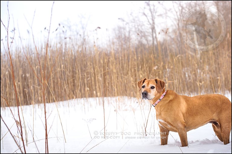 16-waterloo-ontario-professional--dog-photographer-best-makeda slinger-174