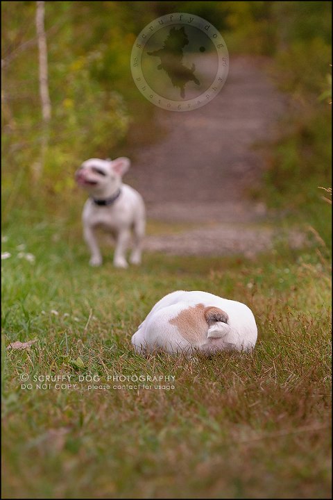 16_guelph_ontario_pet_photographer_best_dog_oliver eleanor fleming-329