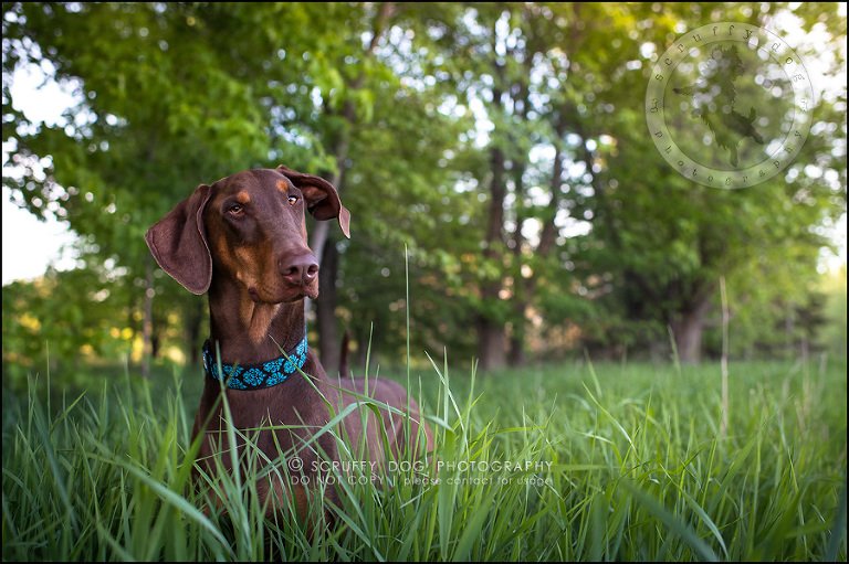 16_guelph_ontario_pet_photographer_best_dog_reese hunsberger-425