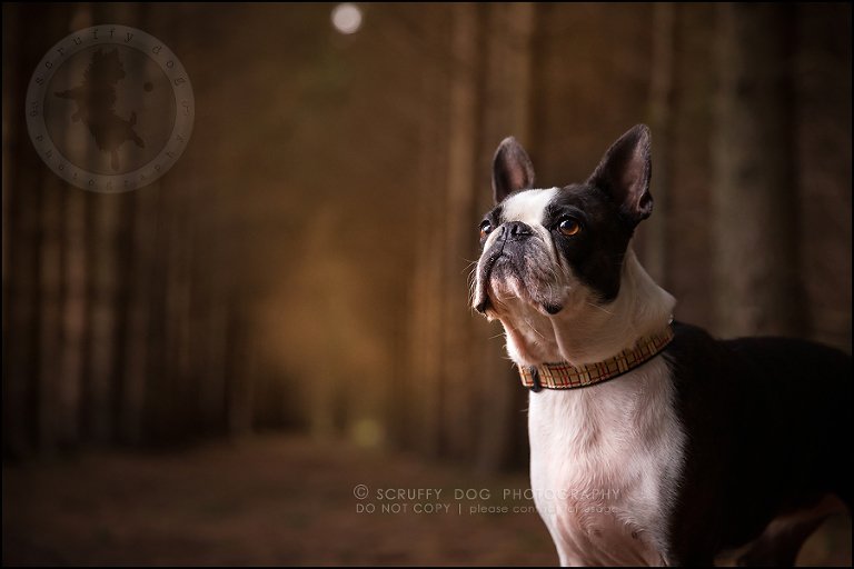16_kitchener_ontario_pet_photographer_best_dog_princess dot carroll-78