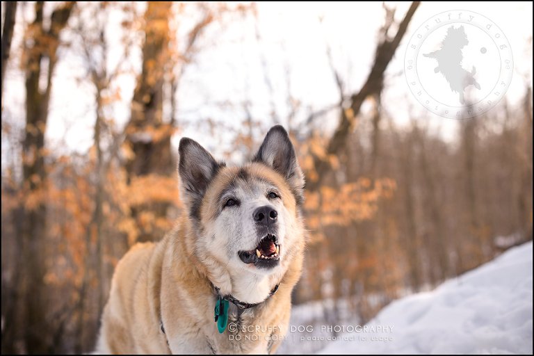 16_toronto_ontario_dog_stock_photography_grace zoe carr-609