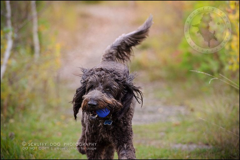 16_waterloo_ontario_best_pet_photographer_murphy odonovan-557