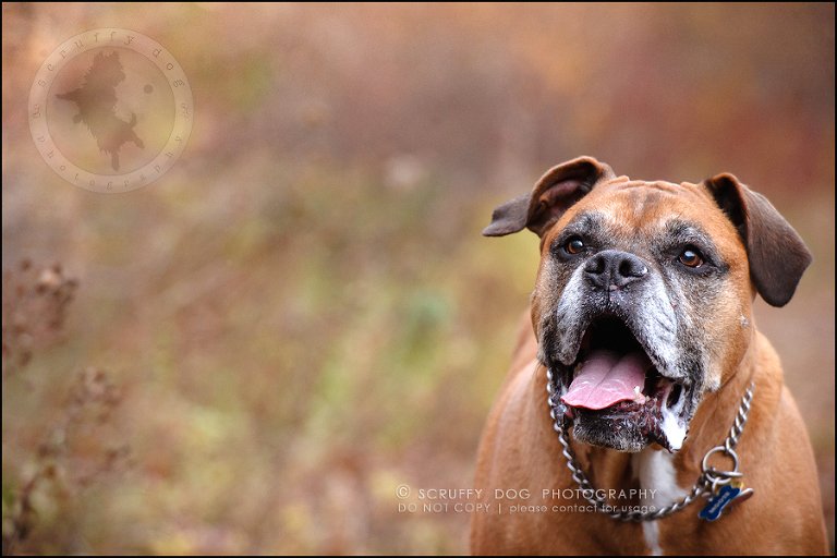 17-brampton-ontario-best-professional-dog-photographer-moose rocket-338