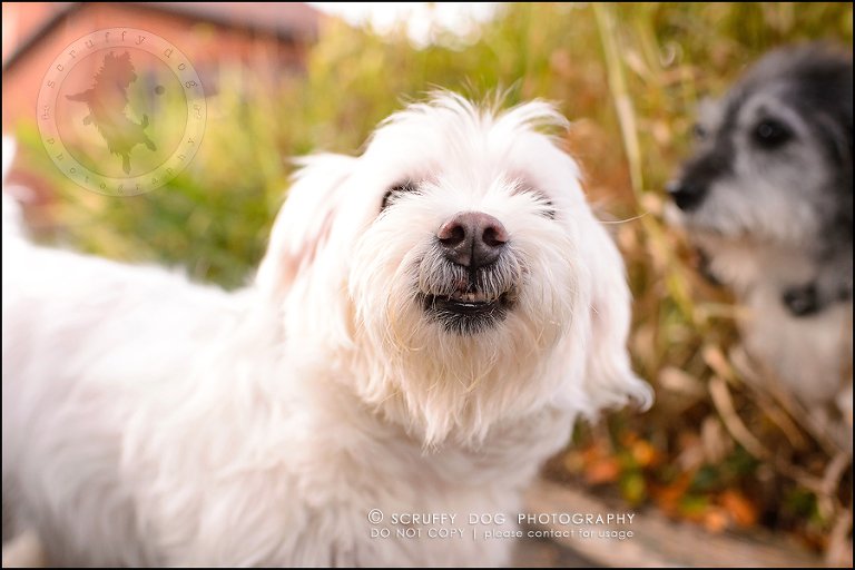 17-toronto-ontario-best-professional-pet-photographer-mika bobby worton-1202