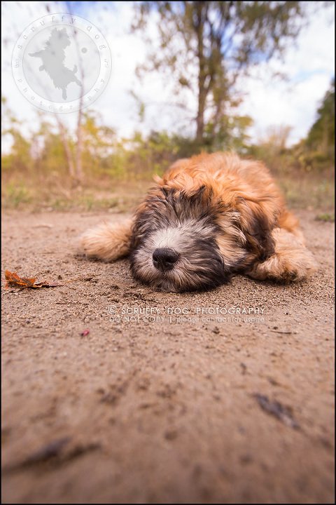 17-toronto-ontario-best-professional-pet-photographer-milford giza-277