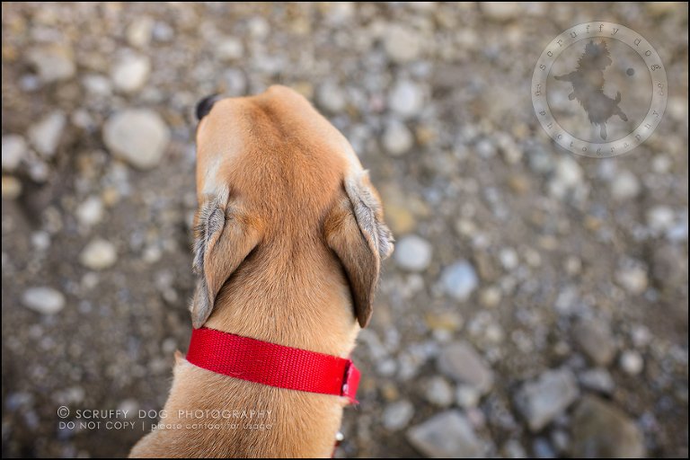 17-toronto-ontario-professional--dog-photographer-lucy poppy real-628