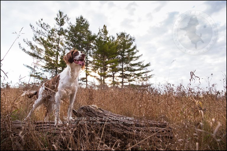 17-toronto-ontario-professional-pet-dog-photographer-jake boucher-577