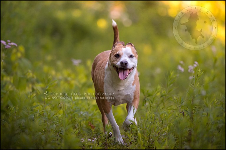 17-toronto-ontario-professional-pet-photographer-jade perry-334