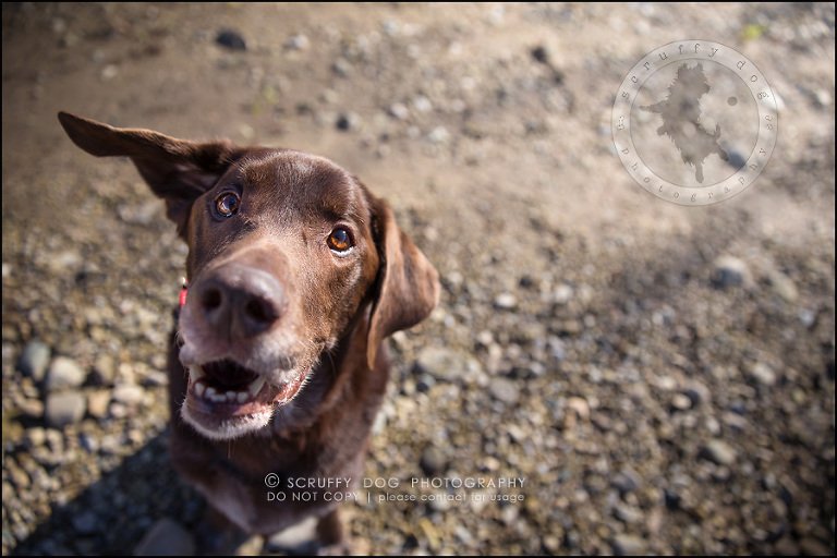 17-waterloo-ontario-best-professional-dog-photographer-max shoup-53