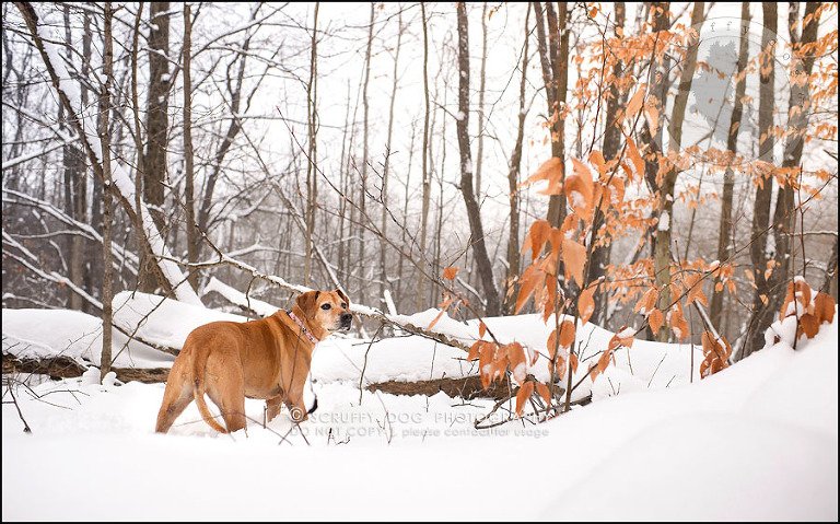 17-waterloo-ontario-professional--dog-photographer-best-makeda slinger-211