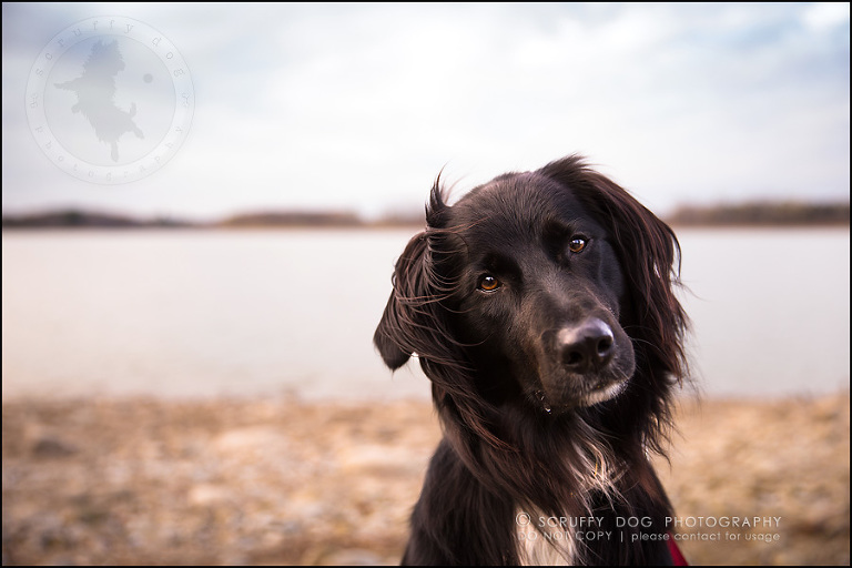 17-waterloo-ontario-professional-dog-photographer-hudson manning-843