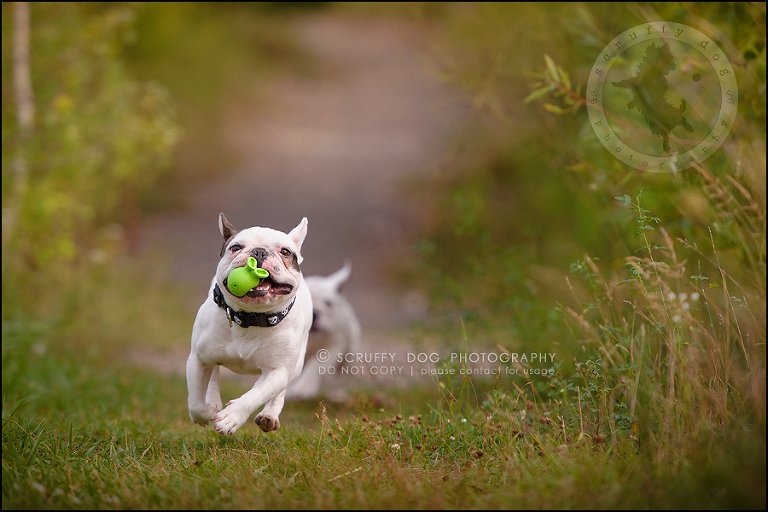 17_guelph_ontario_pet_photographer_best_dog_oliver eleanor fleming-298