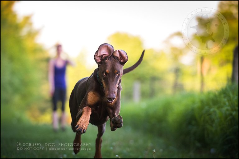 17_guelph_ontario_pet_photographer_best_dog_reese hunsberger-518