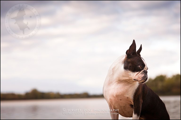 17_kitchener_ontario_pet_photographer_best_dog_princess dot carroll-457