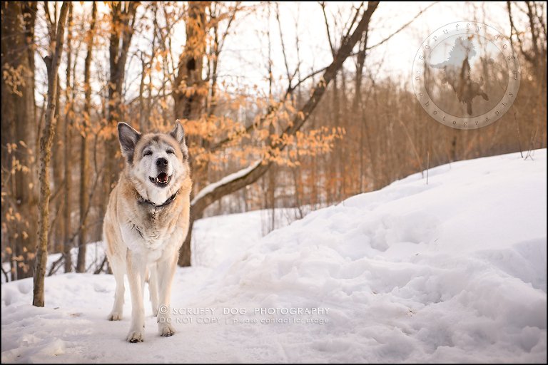 17_toronto_ontario_dog_stock_photography_grace zoe carr-621-Edit