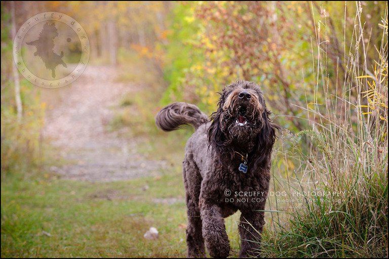 17_waterloo_ontario_best_pet_photographer_murphy odonovan-586