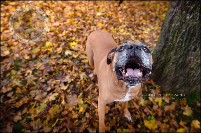 18-brampton-ontario-best-professional-dog-photographer-moose rocket-477