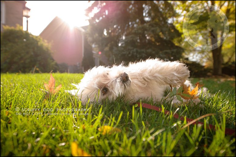 18-toronto-ontario-best-professional-pet-photographer-mika bobby worton-793