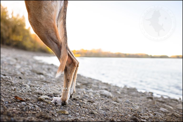 18-toronto-ontario-professional--dog-photographer-lucy poppy real-638-Edit