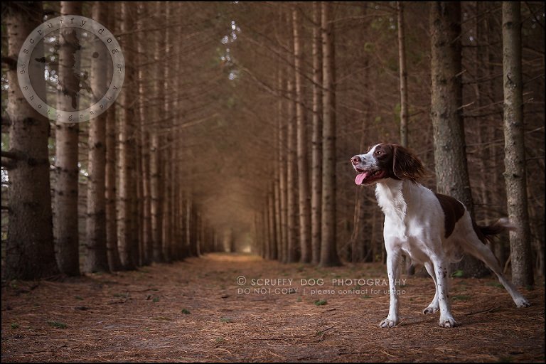 18-toronto-ontario-professional-pet-dog-photographer-jake boucher-598