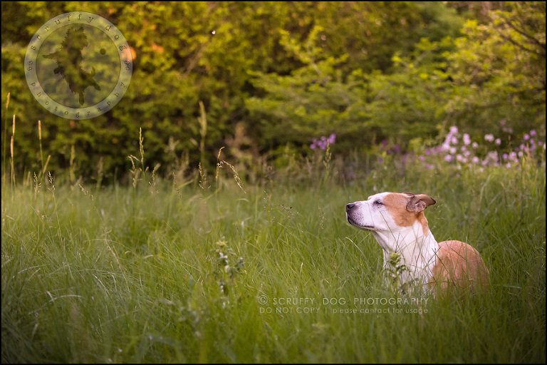 18-toronto-ontario-professional-pet-photographer-jade perry-399