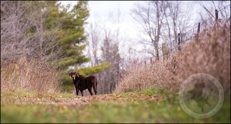 18-waterloo-ontario-best-professional-dog-photographer-max shoup-335