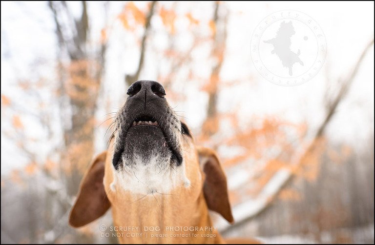 18-waterloo-ontario-professional--dog-photographer-best-makeda slinger-284