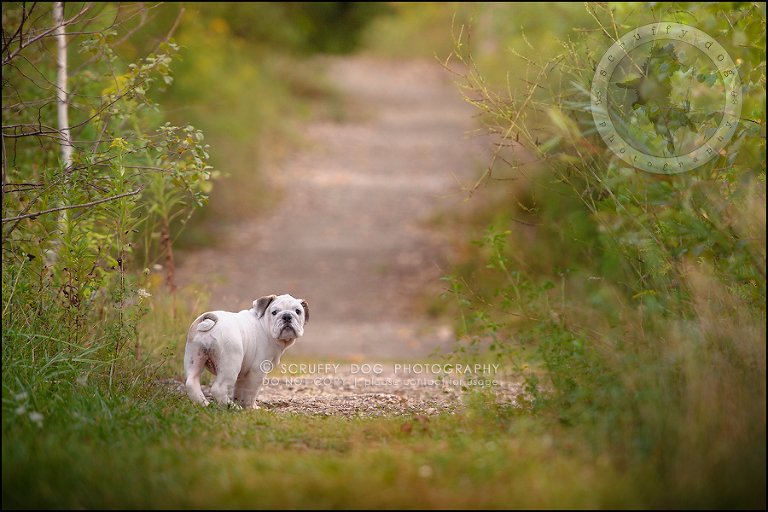 18_guelph_ontario_pet_photographer_best_dog_oliver eleanor fleming-293