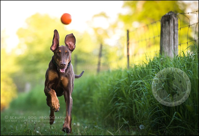 18_guelph_ontario_pet_photographer_best_dog_reese hunsberger-551