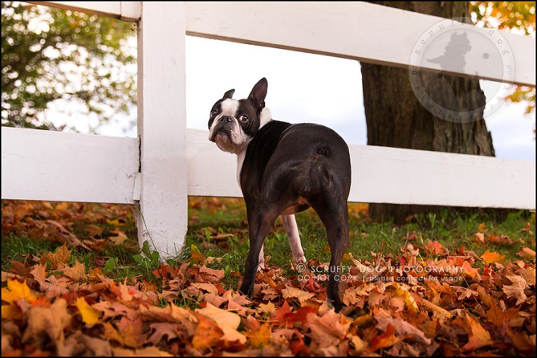 18_kitchener_ontario_pet_photographer_best_dog_princess dot carroll-36