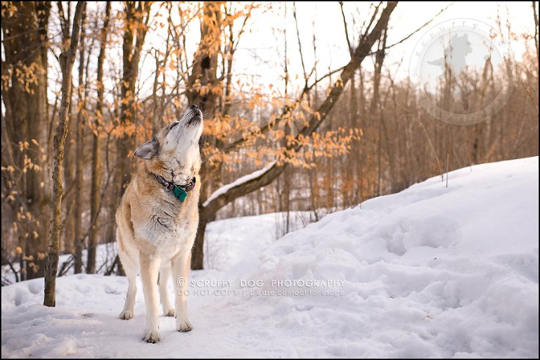 18_toronto_ontario_dog_stock_photography_grace zoe carr-624