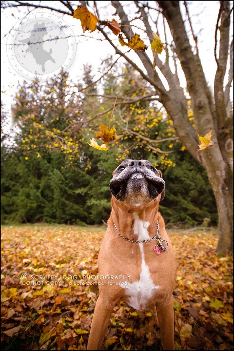 19-brampton-ontario-best-professional-dog-photographer-moose rocket-423-Edit