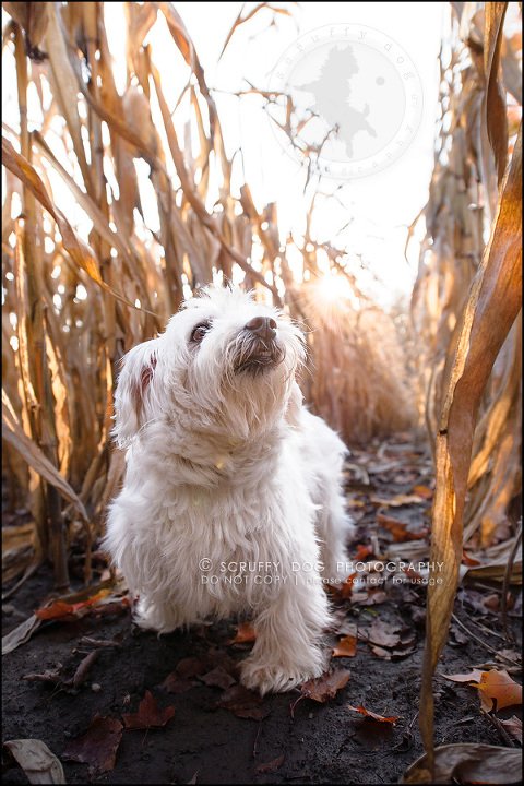 19-toronto-ontario-best-professional-pet-photographer-mika bobby worton-901