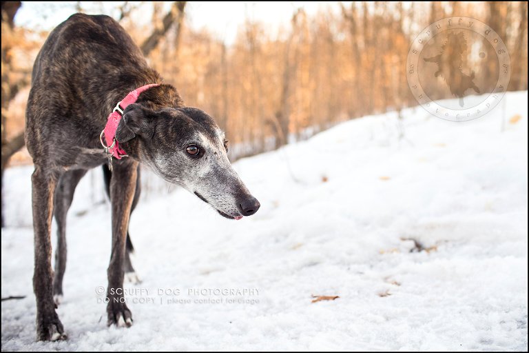 19-toronto-ontario-professional--dog-photographer-lucy poppy real-707