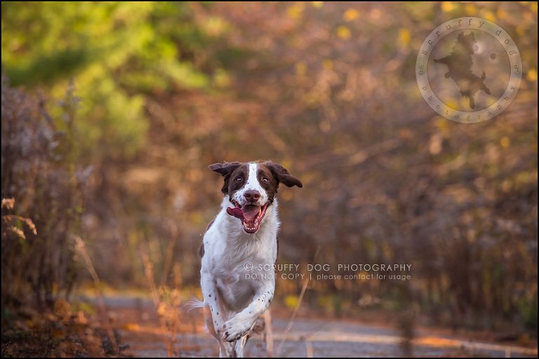 19-toronto-ontario-professional-pet-dog-photographer-jake boucher-378