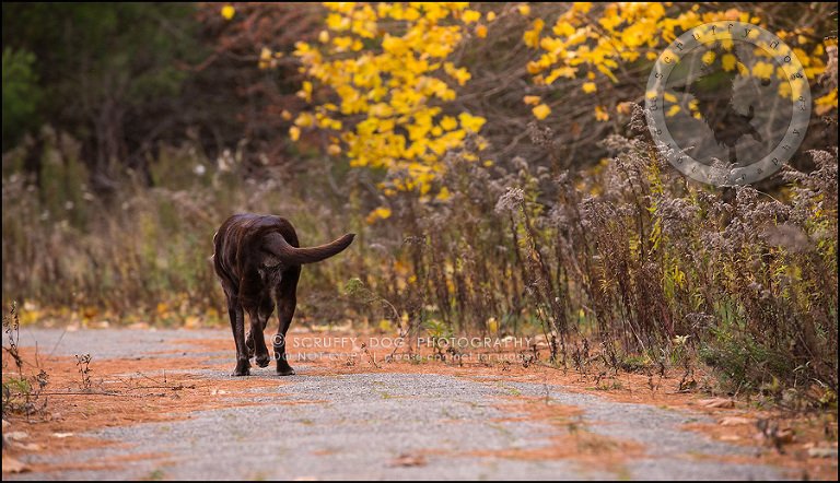 19-waterloo-ontario-best-professional-dog-photographer-max shoup-398