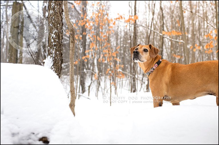 19-waterloo-ontario-professional--dog-photographer-best-makeda slinger-302