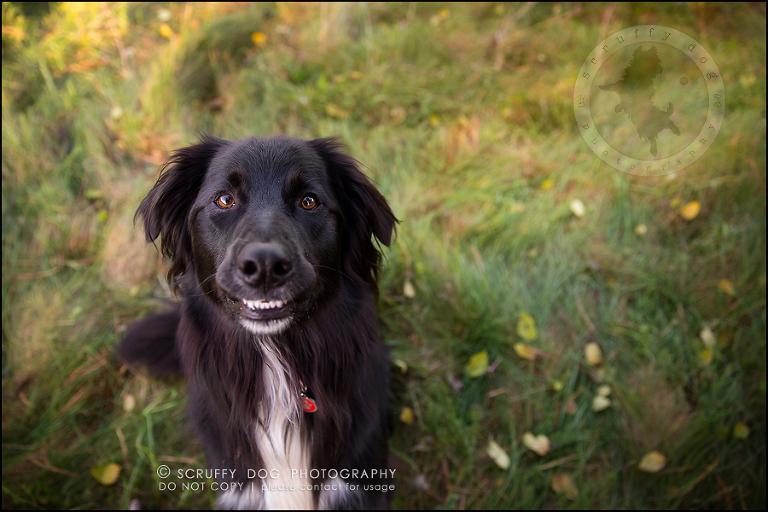 19-waterloo-ontario-professional-dog-photographer-hudson manning-572