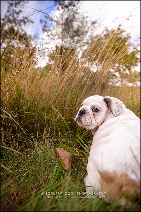 19_guelph_ontario_pet_photographer_best_dog_oliver eleanor fleming-445