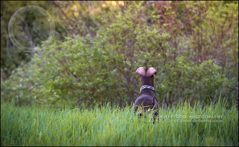 19_guelph_ontario_pet_photographer_best_dog_reese hunsberger-128