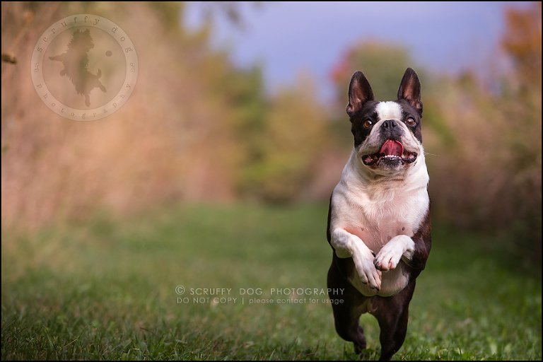 19_kitchener_ontario_pet_photographer_best_dog_princess dot carroll-222