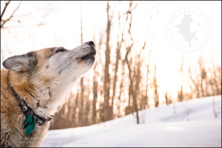 19_toronto_ontario_dog_stock_photography_grace zoe carr-642