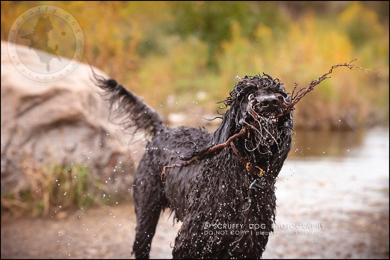 19_waterloo_ontario_best_pet_photographer_murphy odonovan-826