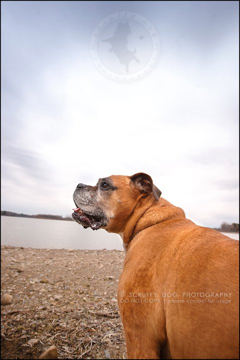 20-brampton-ontario-best-professional-dog-photographer-moose rocket-537