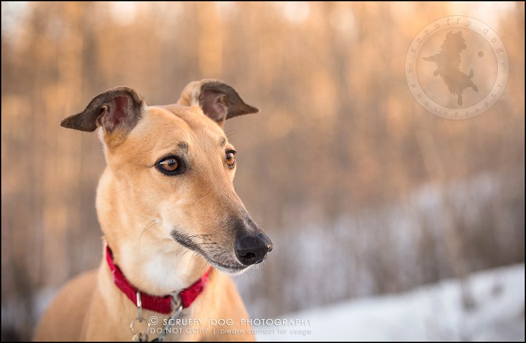 20-toronto-ontario-professional--dog-photographer-lucy poppy real-781
