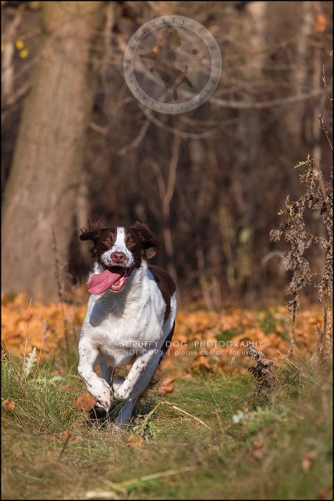 20-toronto-ontario-professional-pet-dog-photographer-jake boucher-200