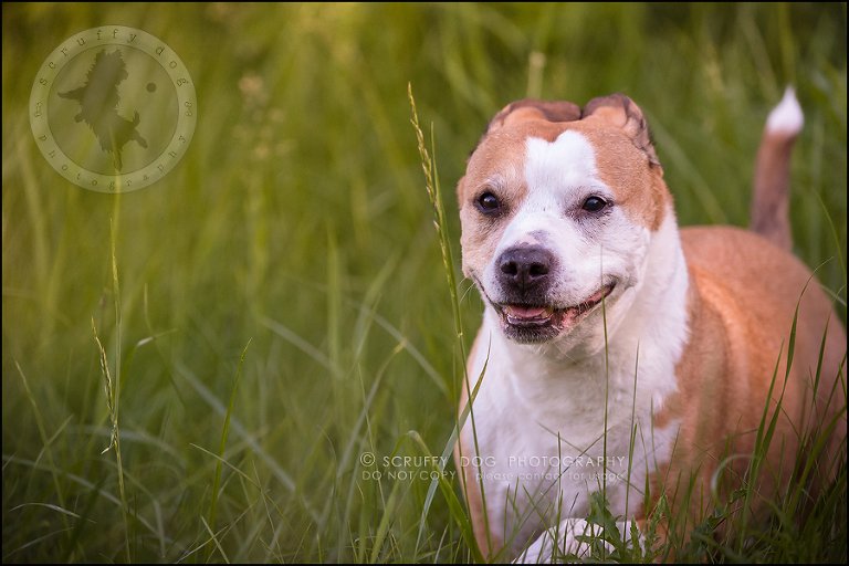 20-toronto-ontario-professional-pet-photographer-jade perry-365